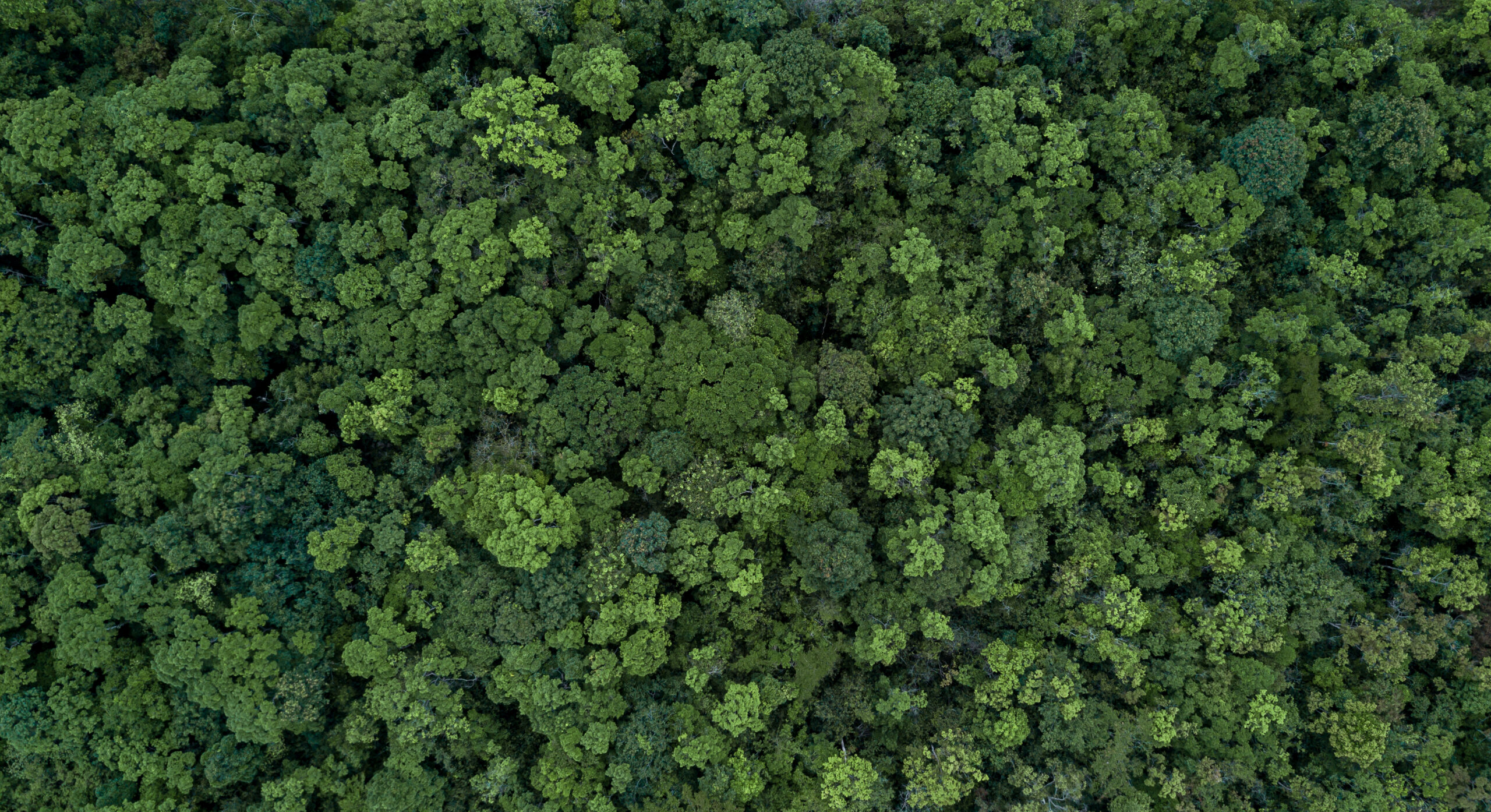 Aerial top view green forest tree texture and background, Tropical rainforest Ecosystem ecology.