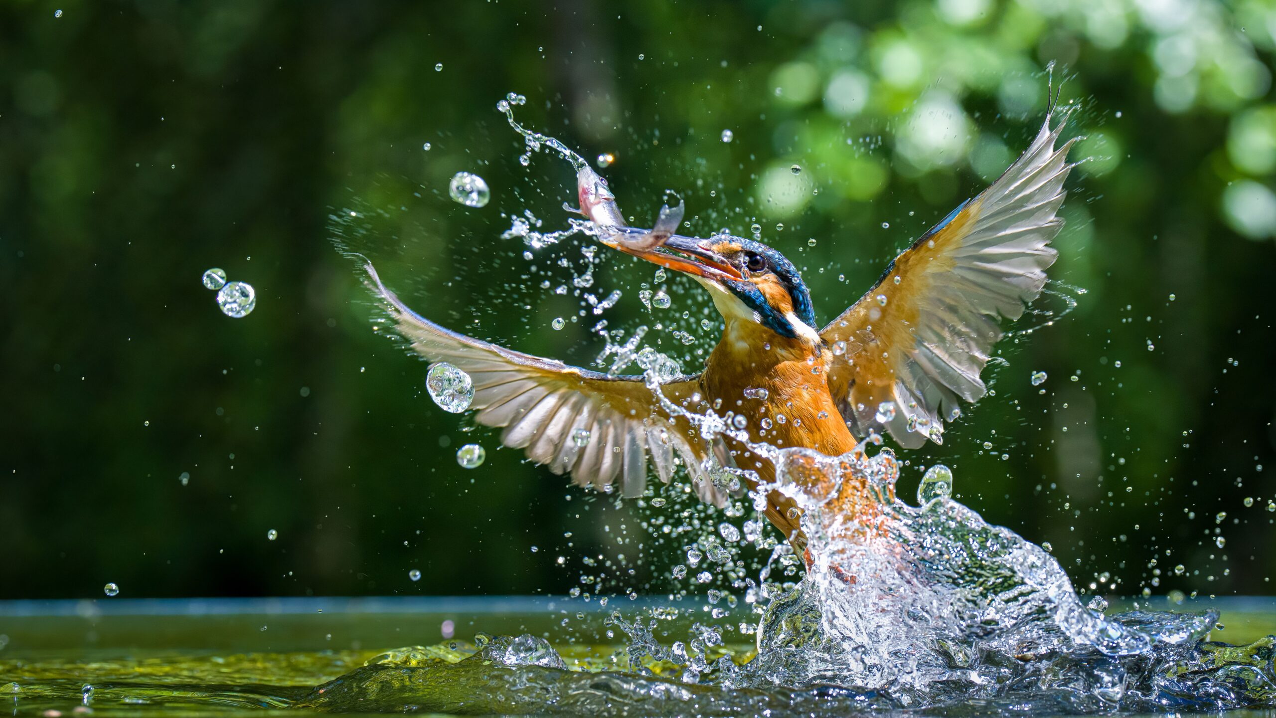 Closeup shot of a Kingfisher (Alcedinidae) hunting in the water splashing it around