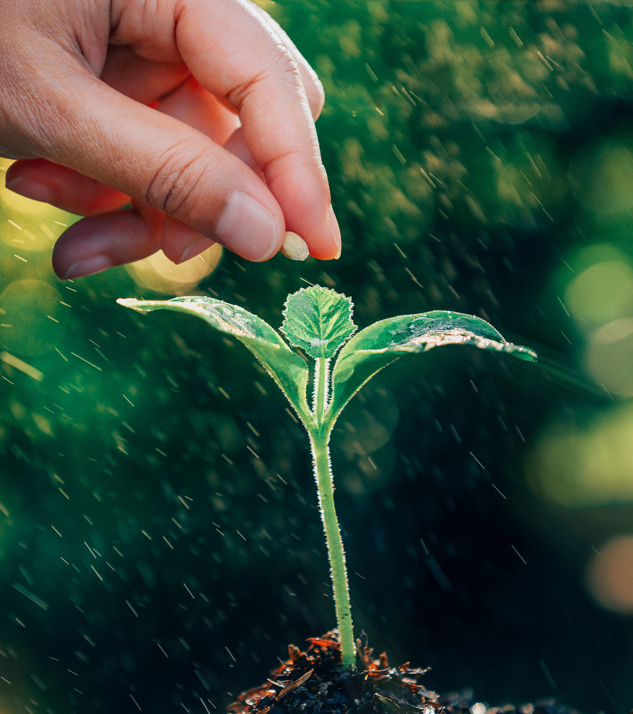 hand planting a seed in soil