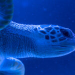 Turtle swims in the water, close-up, blue background.