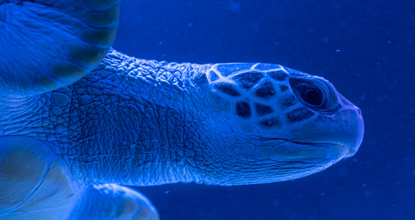 Turtle swims in the water, close-up, blue background.