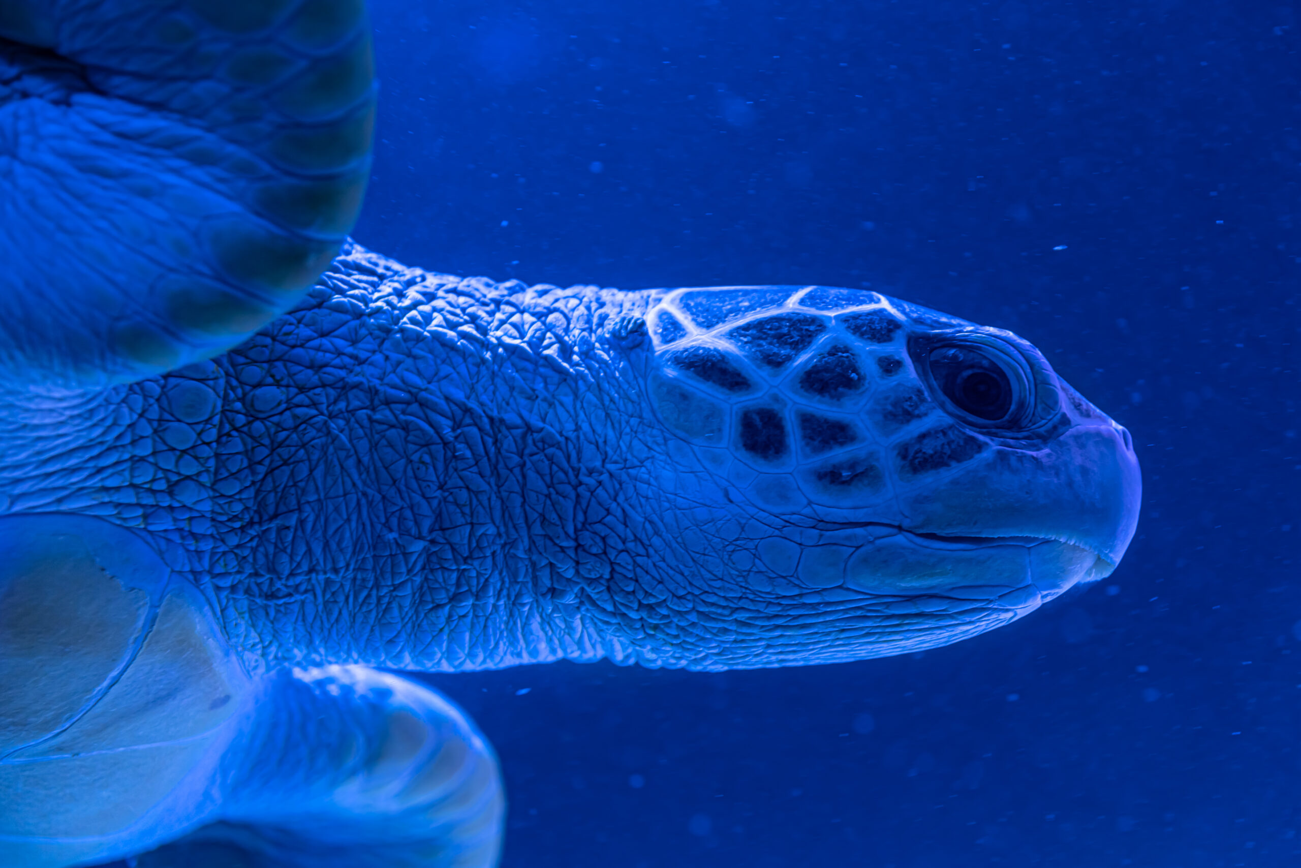 Turtle swims in the water, close-up, blue background.